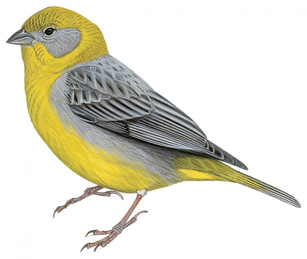 Bright-rumped Yellow-Finch / Sicalis uropygialis