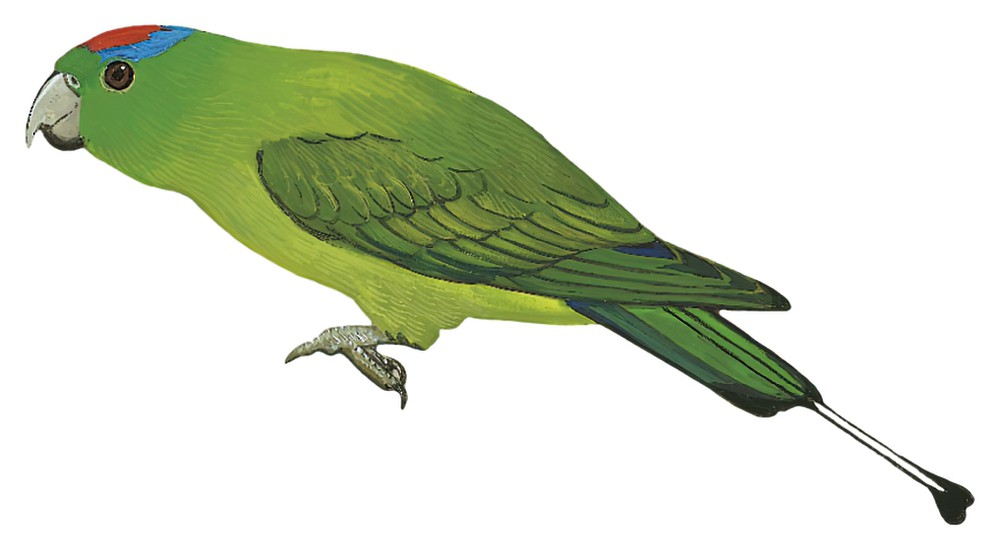 Blue-winged Racquet-tail / Prioniturus verticalis