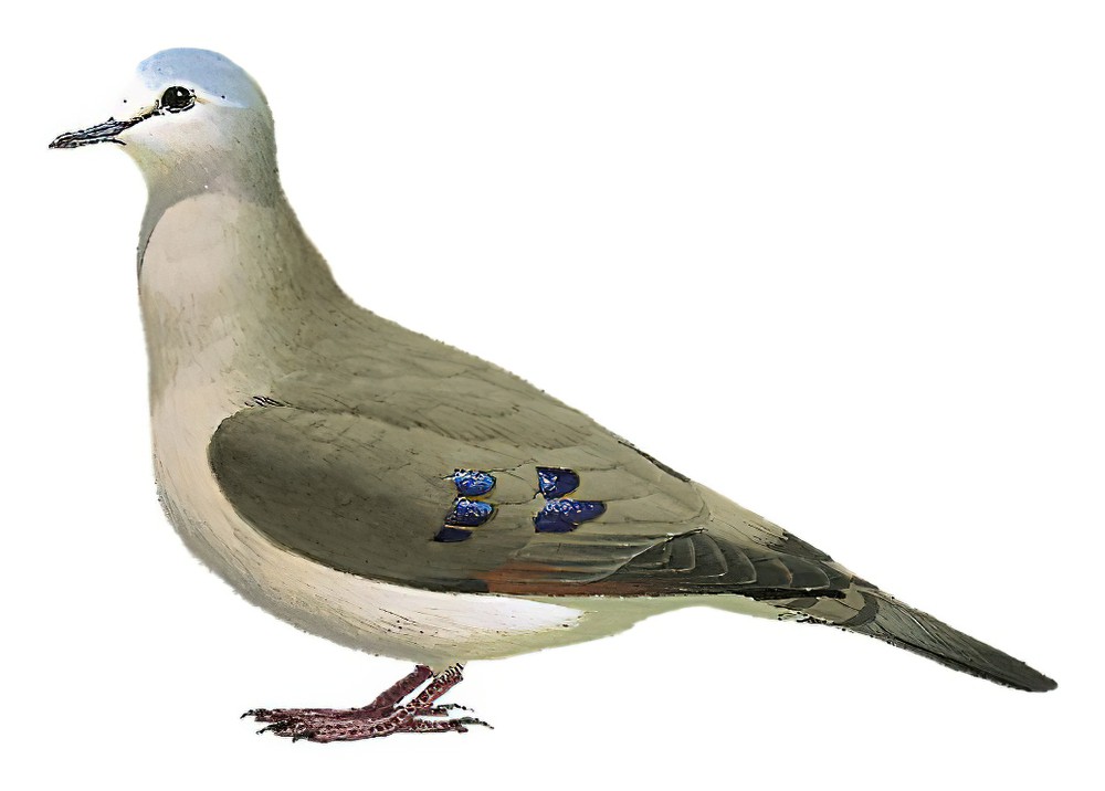 Black-billed Wood-Dove / Turtur abyssinicus