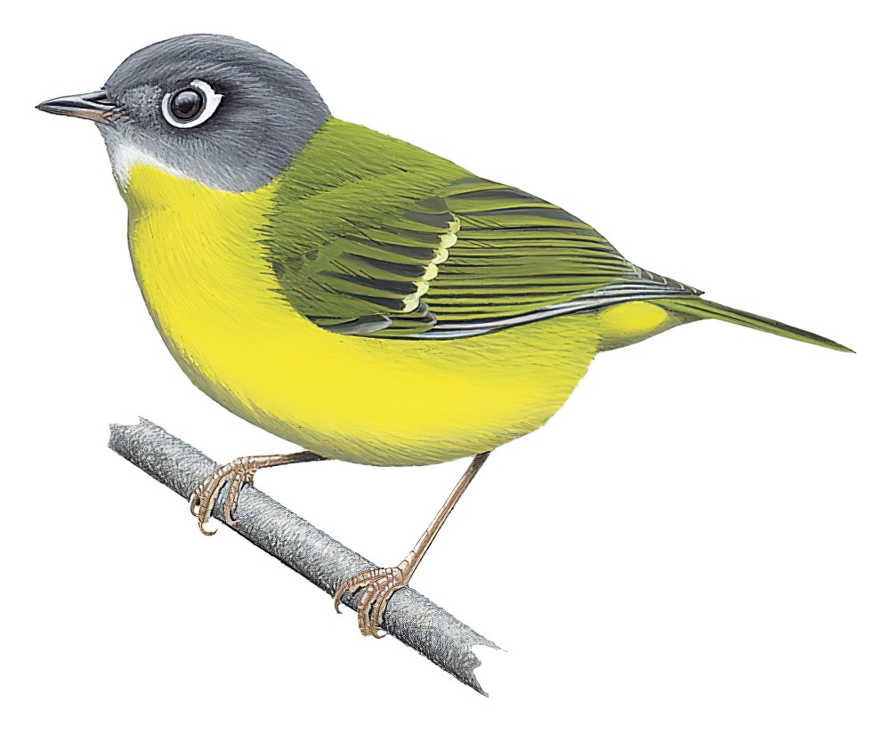 Gray-cheeked Warbler / Phylloscopus poliogenys