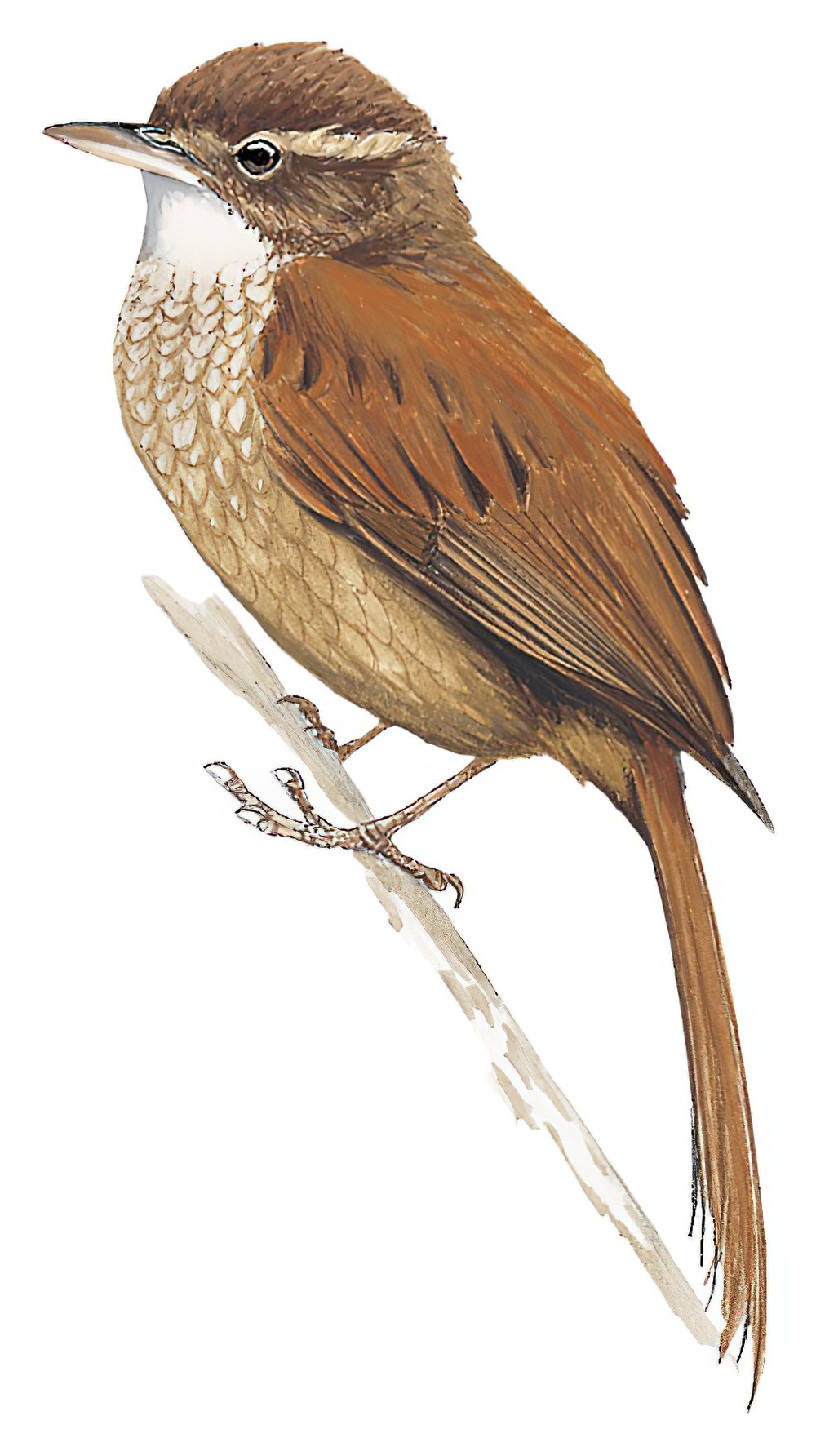 Ruddy Treerunner / Margarornis rubiginosus