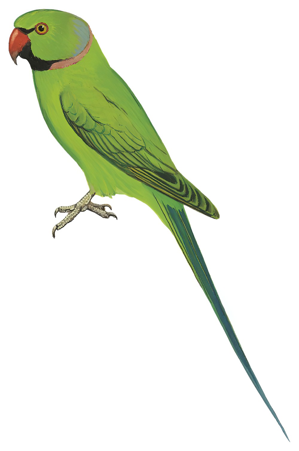 Rose-ringed Parakeet / Psittacula krameri
