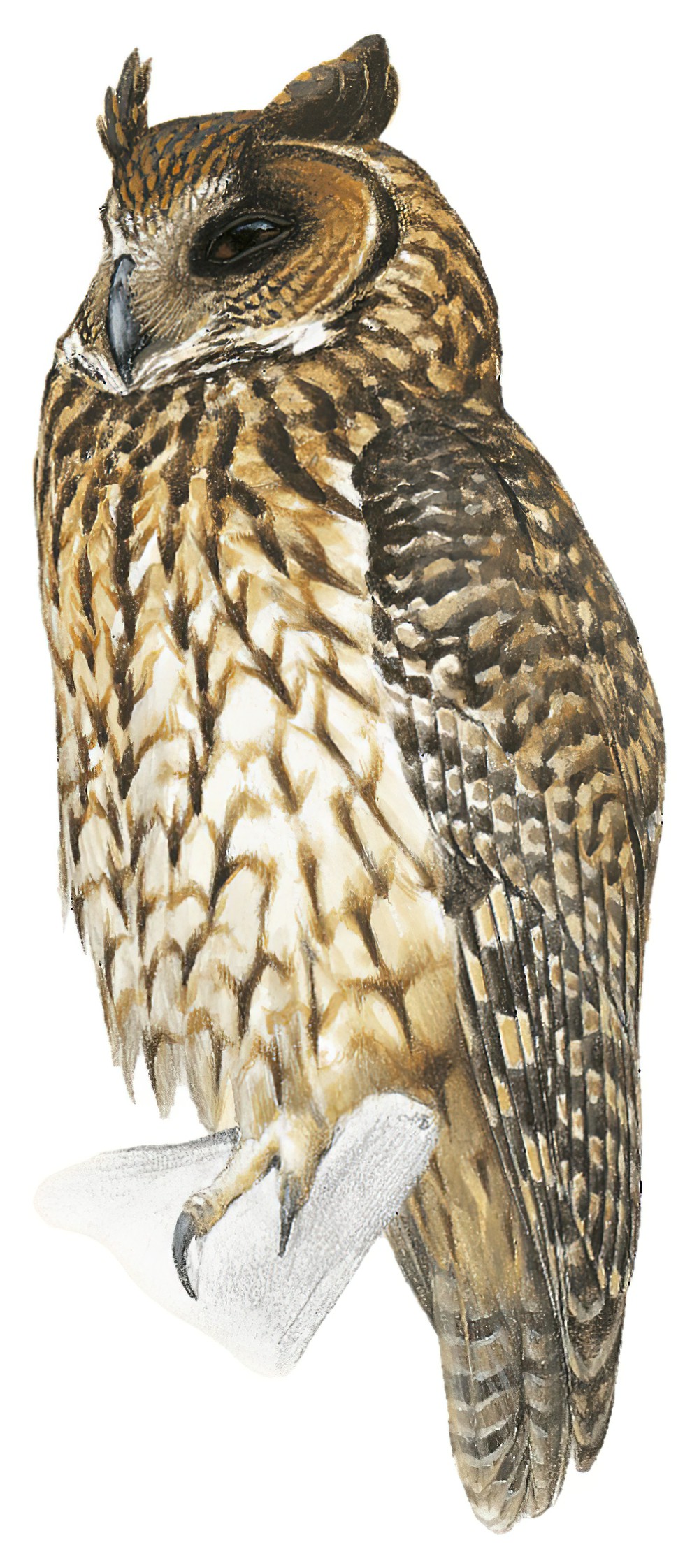 Madagascar Owl / Asio madagascariensis