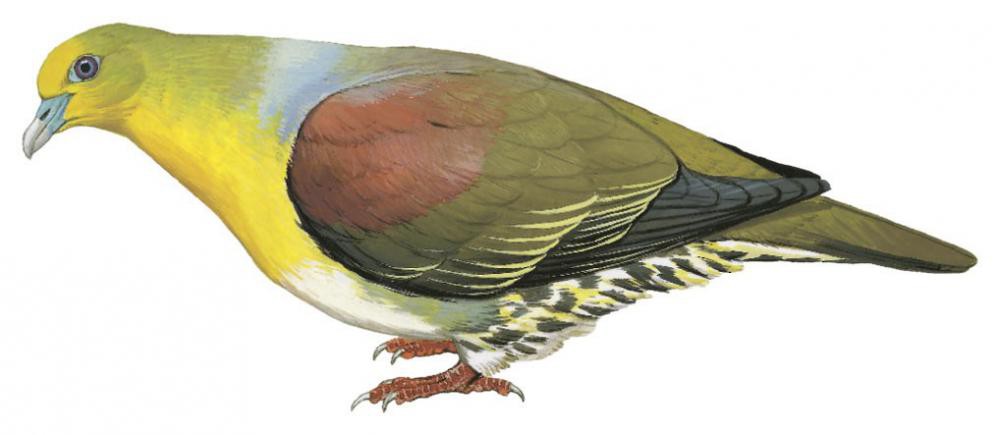 White-bellied Green-Pigeon / Treron sieboldii