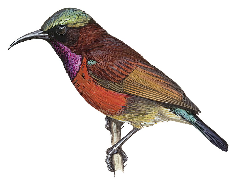 Purple-throated Sunbird / Leptocoma sperata