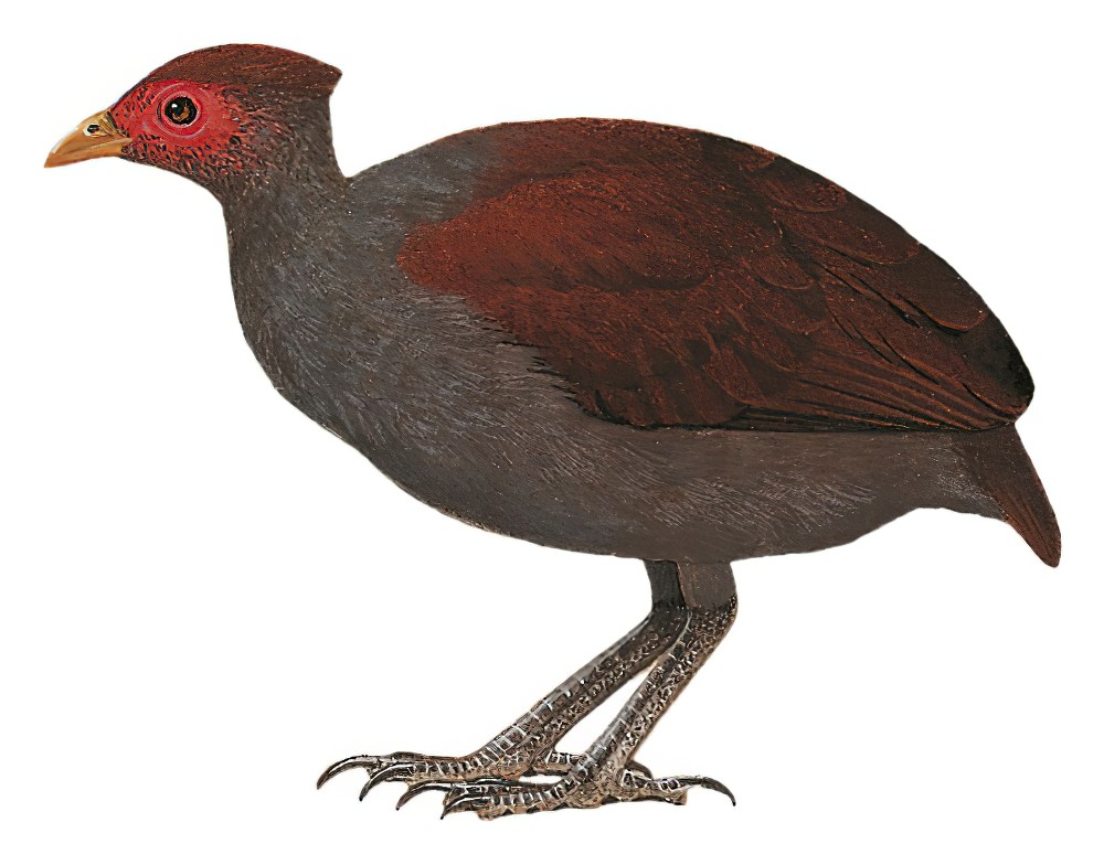 Melanesian Scrubfowl / Megapodius eremita