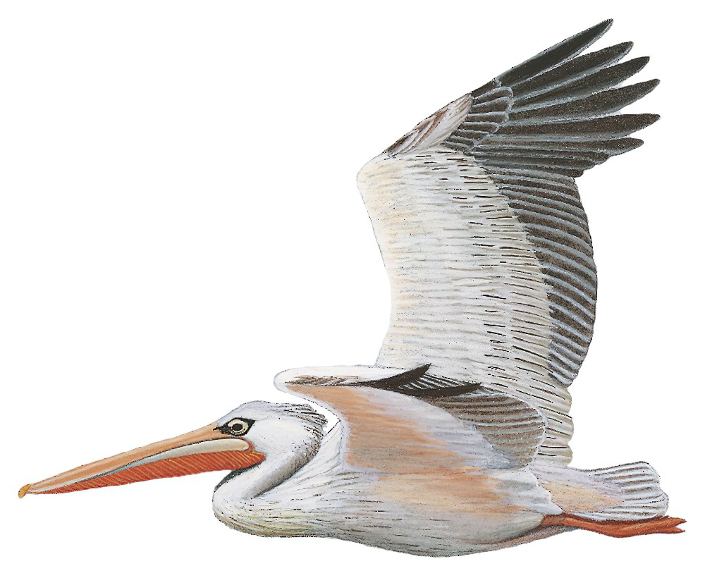 Pink-backed Pelican / Pelecanus rufescens