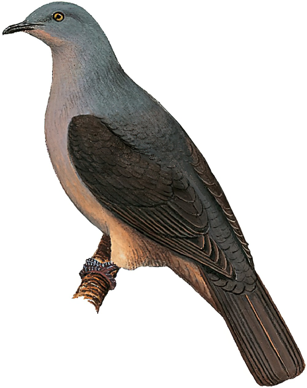 Timor Imperial-Pigeon / Ducula cineracea