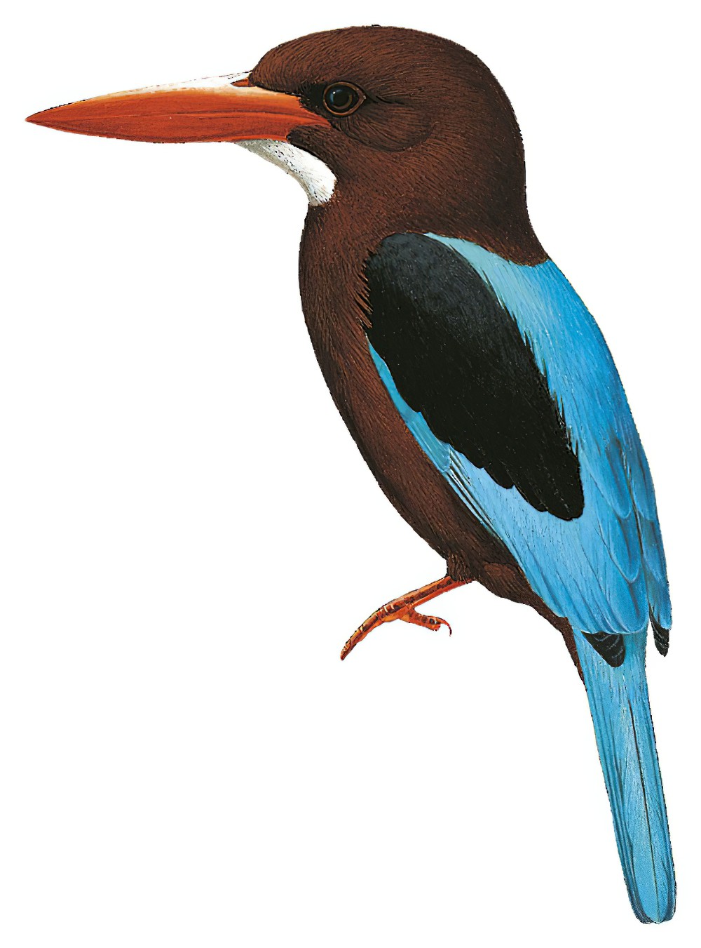 Brown-breasted Kingfisher / Halcyon gularis