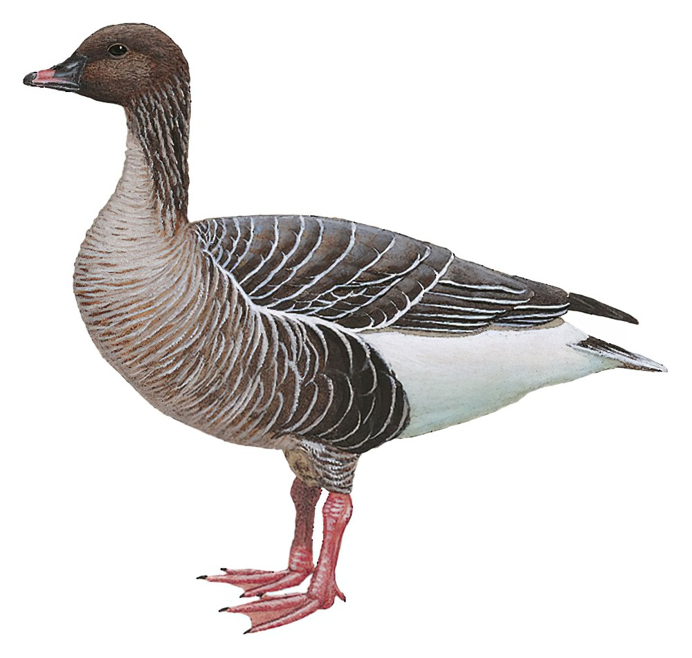 Pink-footed Goose / Anser brachyrhynchus