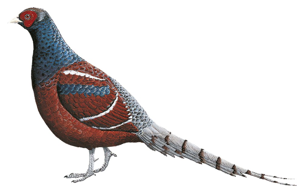 Hume\'s Pheasant / Syrmaticus humiae