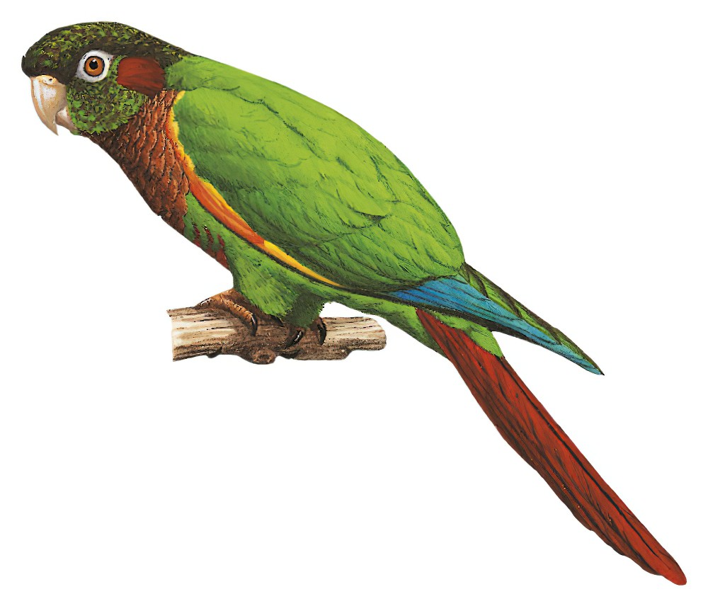 Brown-breasted Parakeet / Pyrrhura calliptera
