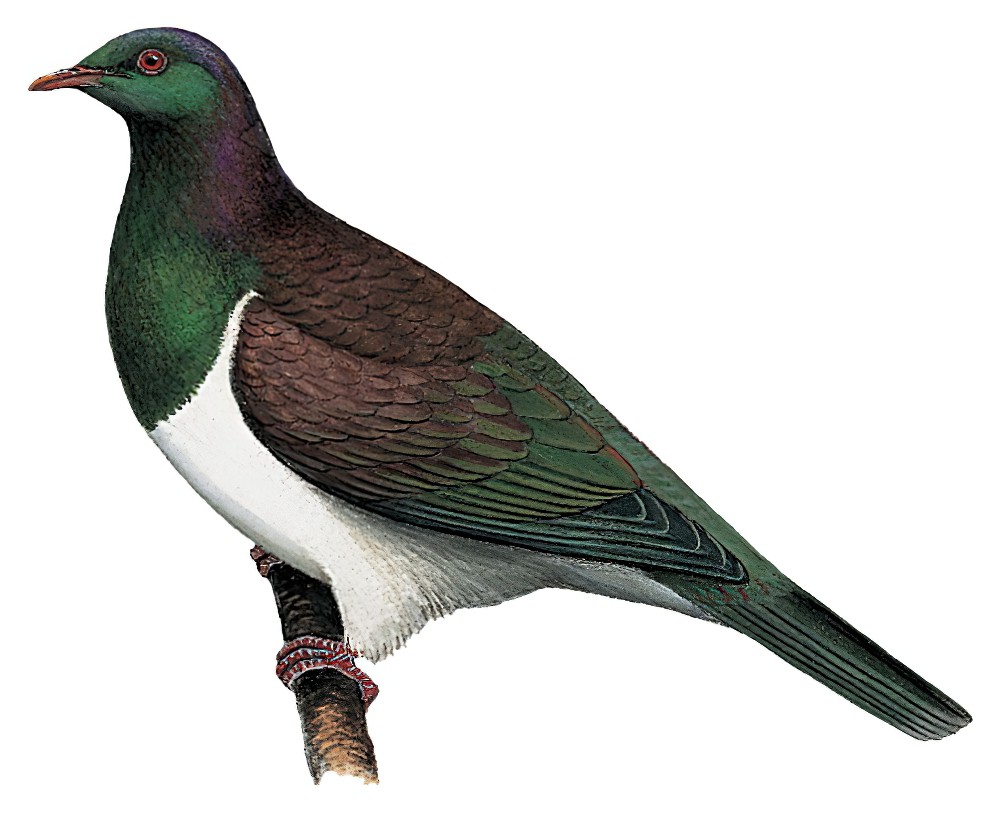 New Zealand Pigeon / Hemiphaga novaeseelandiae