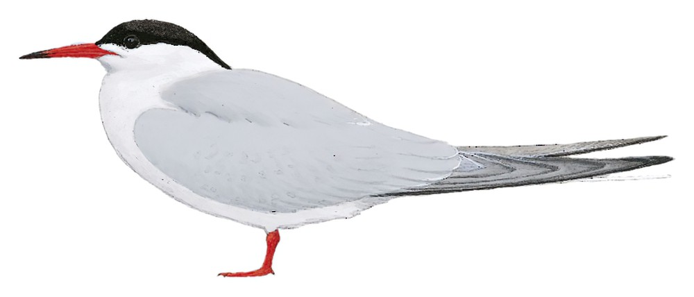 Common Tern / Sterna hirundo
