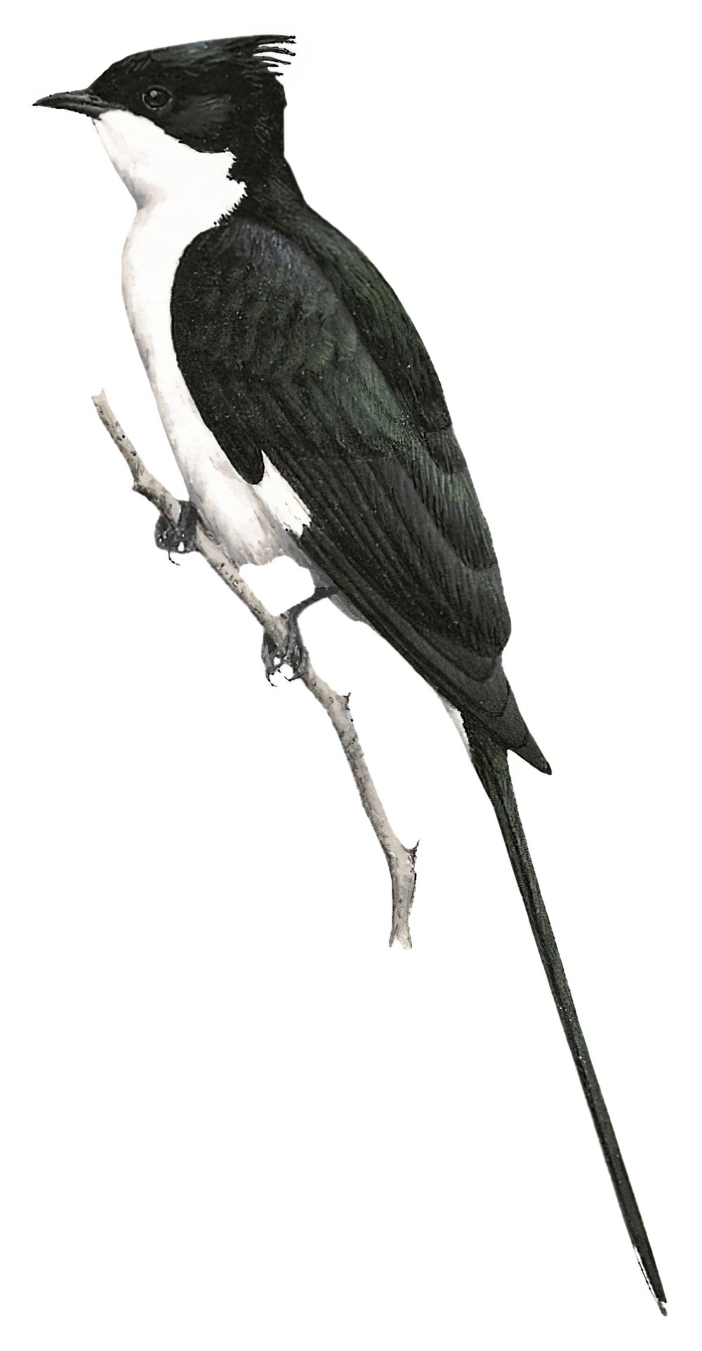 Pied Cuckoo / Clamator jacobinus