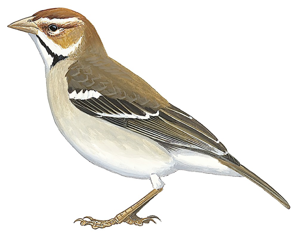 Chestnut-crowned Sparrow-Weaver / Plocepasser superciliosus