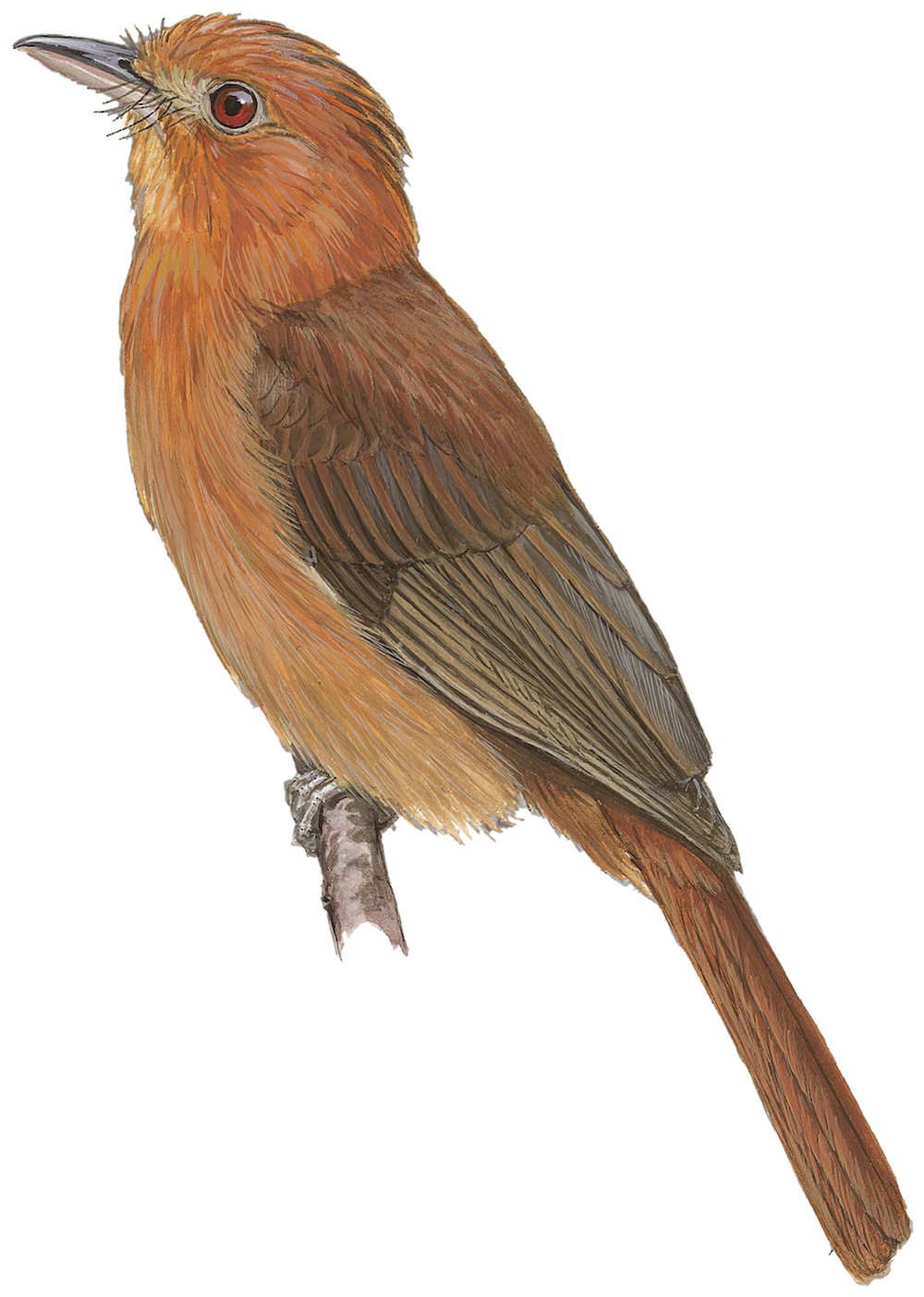 Rufous Twistwing / Cnipodectes superrufus