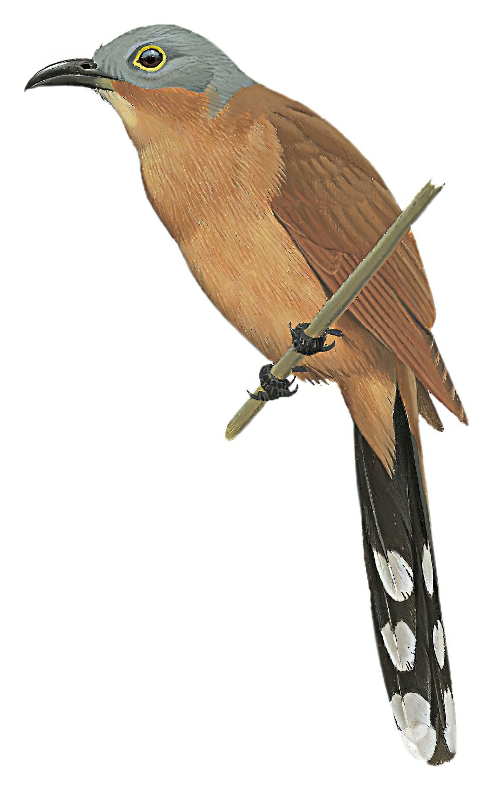 Gray-capped Cuckoo / Coccyzus lansbergi