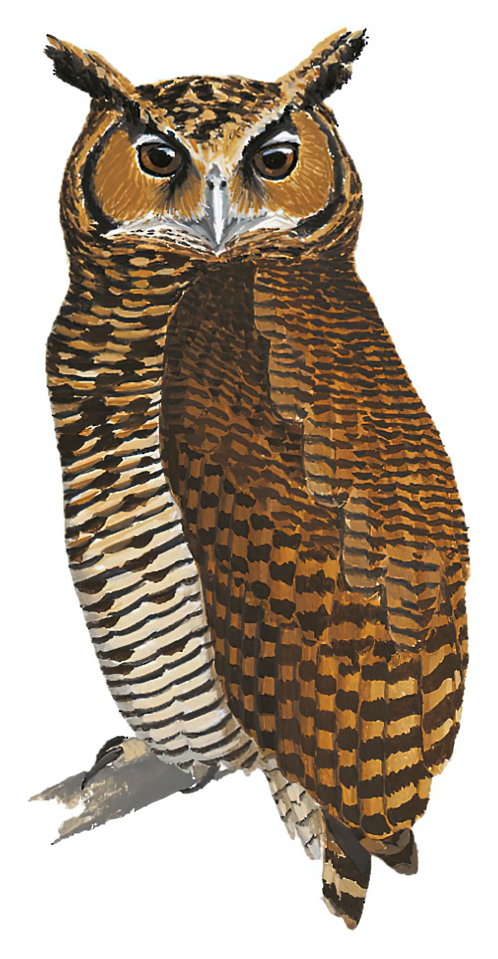 Fraser\'s Eagle-Owl / Bubo poensis