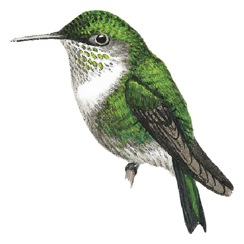 Vervain Hummingbird / Mellisuga minima