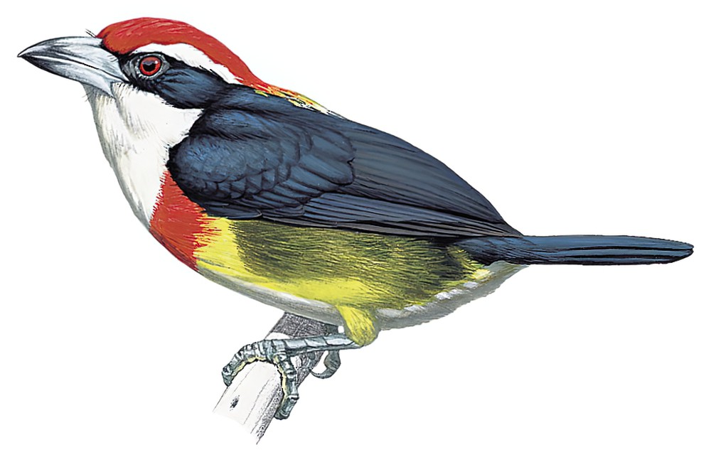Scarlet-banded Barbet / Capito wallacei