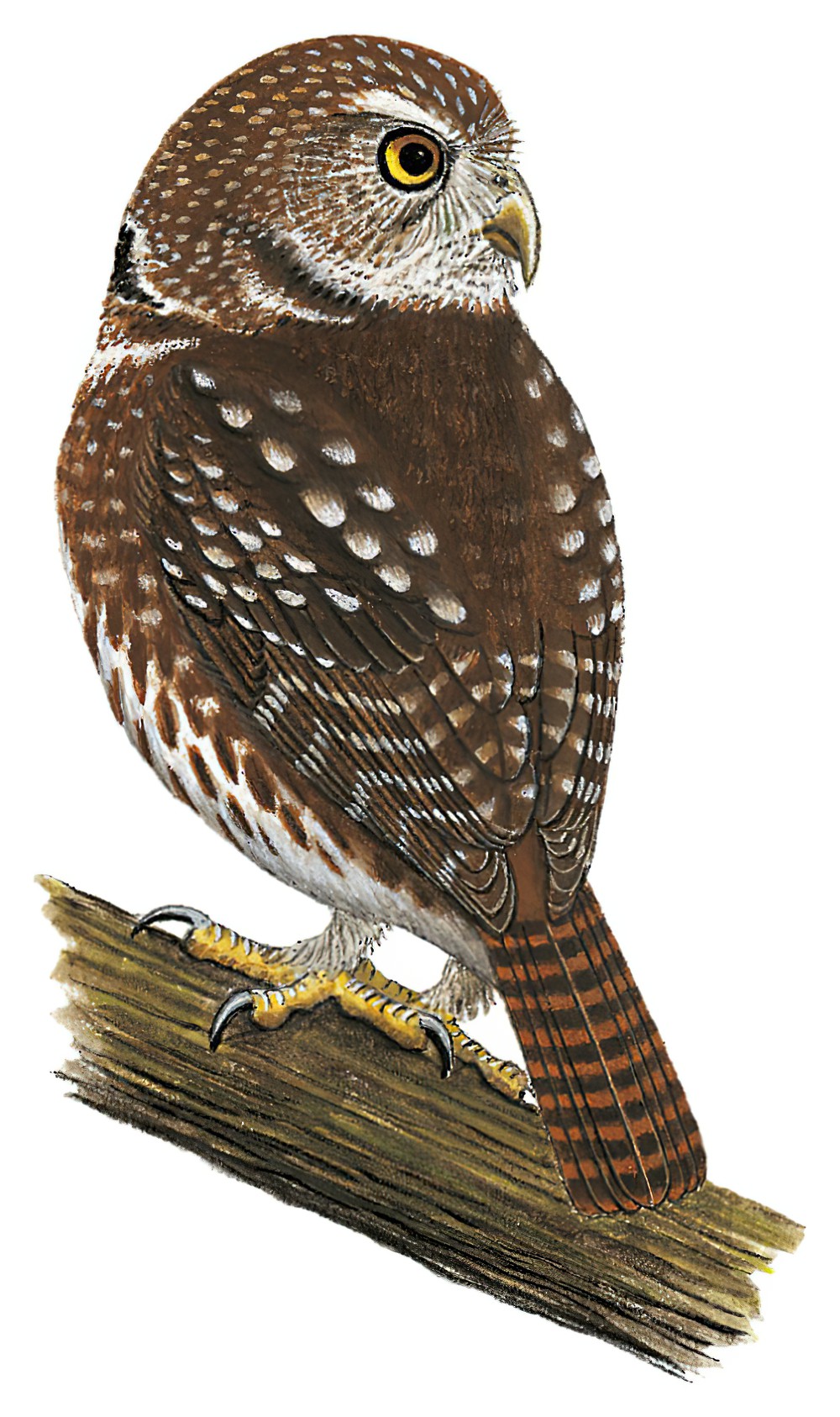 Austral Pygmy-Owl / Glaucidium nana