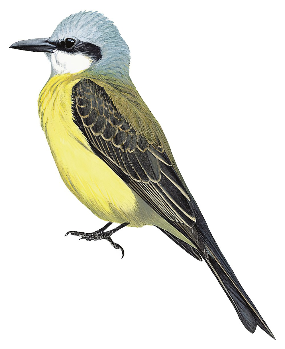 White-throated Kingbird / Tyrannus albogularis