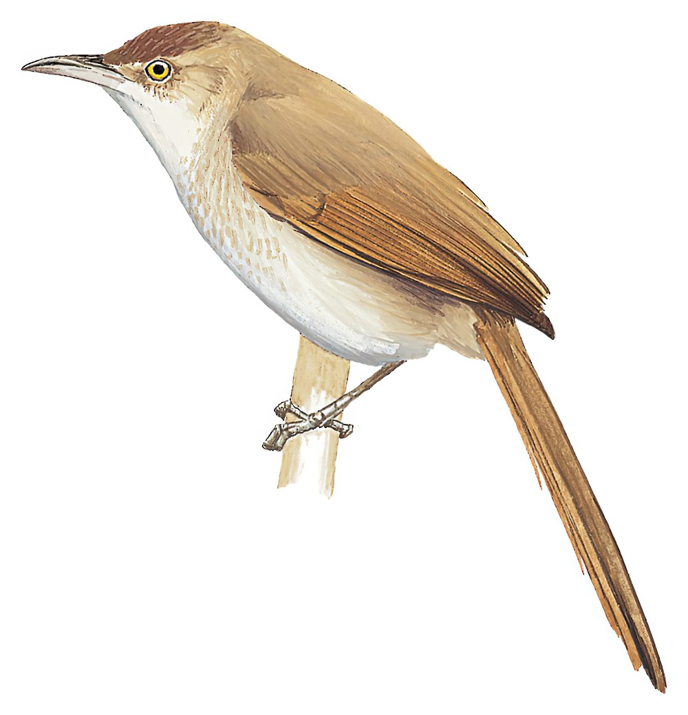 Freckle-breasted Thornbird / Phacellodomus striaticollis