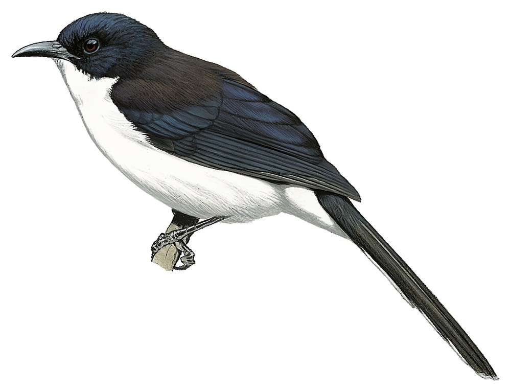 Black-backed Sibia / Heterophasia melanoleuca