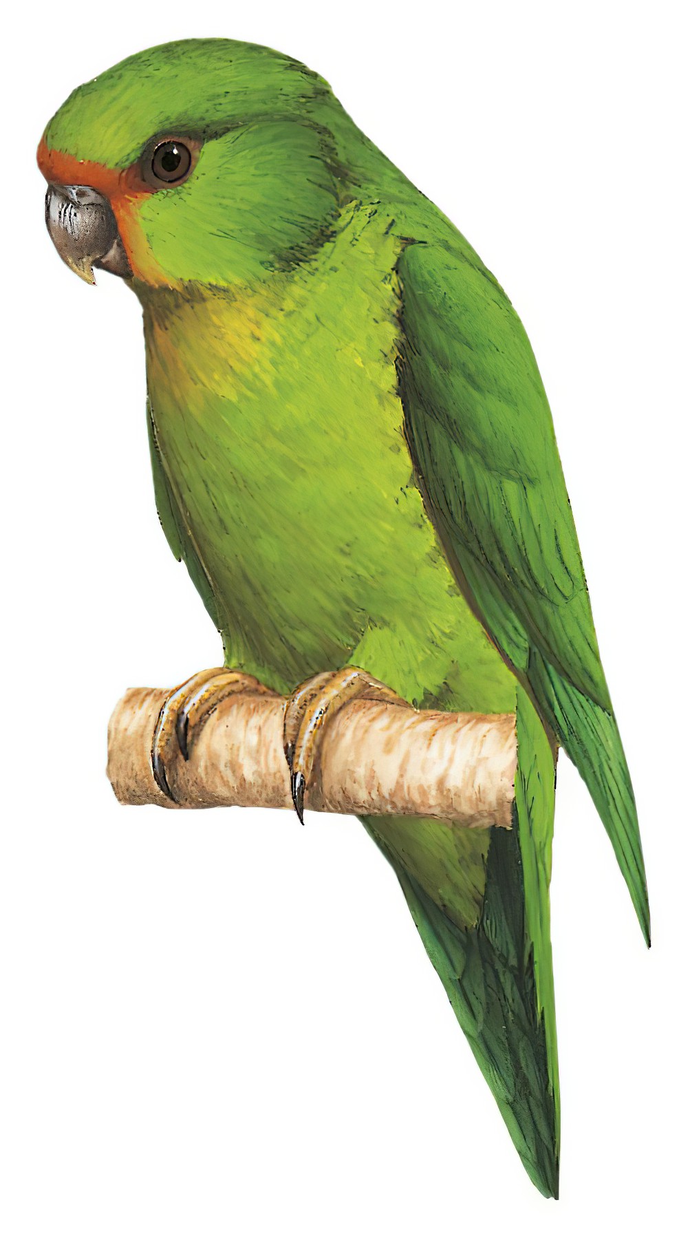 Rufous-fronted Parakeet / Bolborhynchus ferrugineifrons
