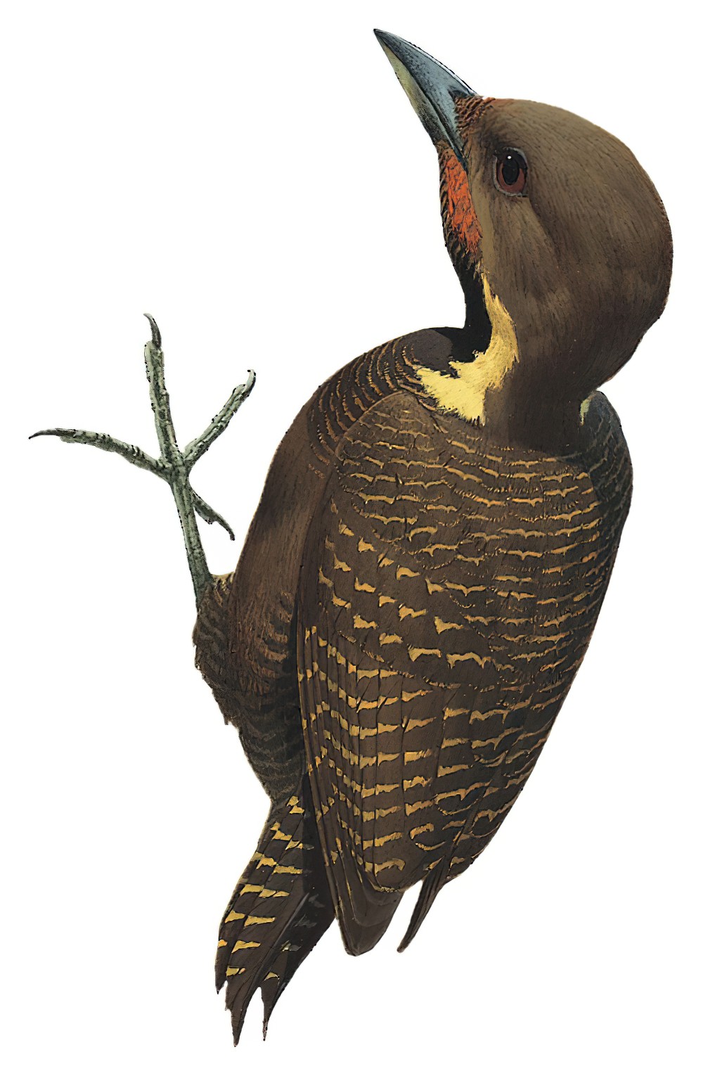 Buff-necked Woodpecker / Meiglyptes tukki