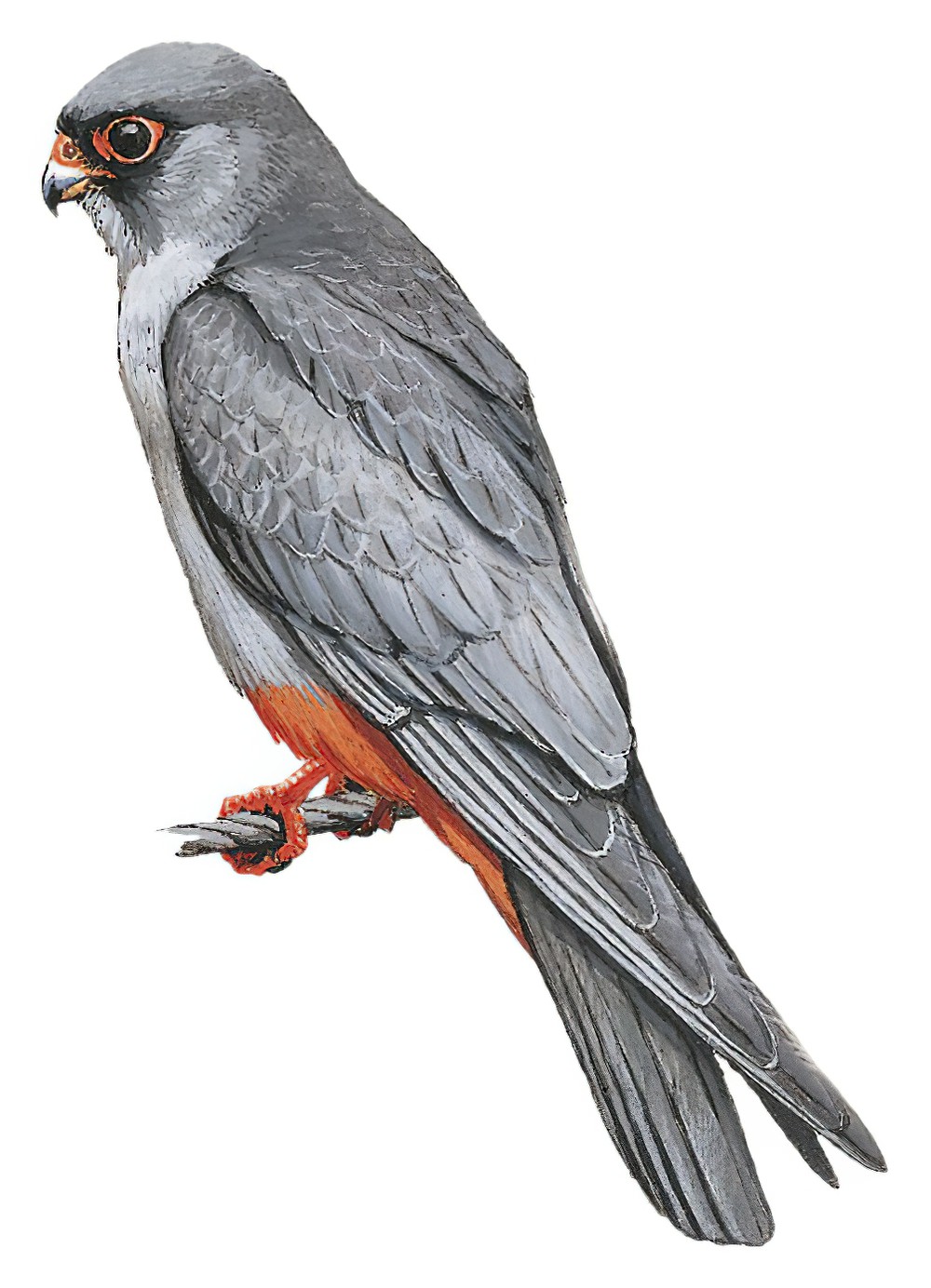 Red-footed Falcon / Falco vespertinus