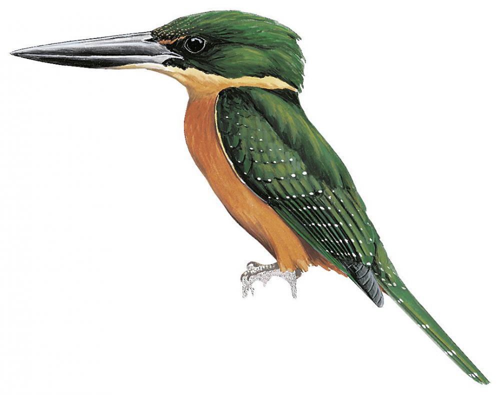 Green-and-rufous Kingfisher / Chloroceryle inda
