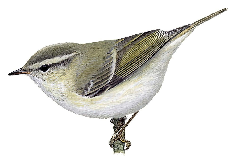 Hume\'s Warbler / Phylloscopus humei