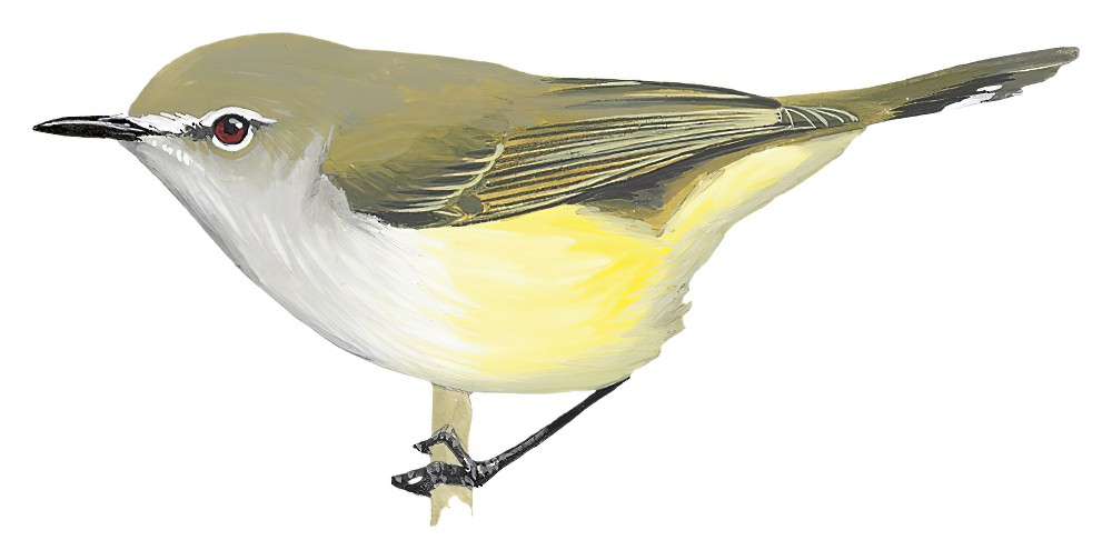 Fan-tailed Gerygone / Gerygone flavolateralis