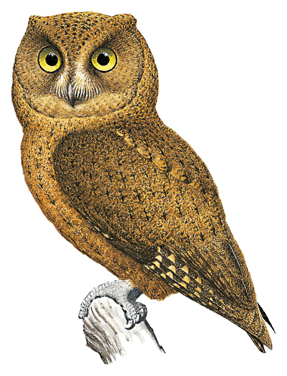 Moheli Scops-Owl / Otus moheliensis