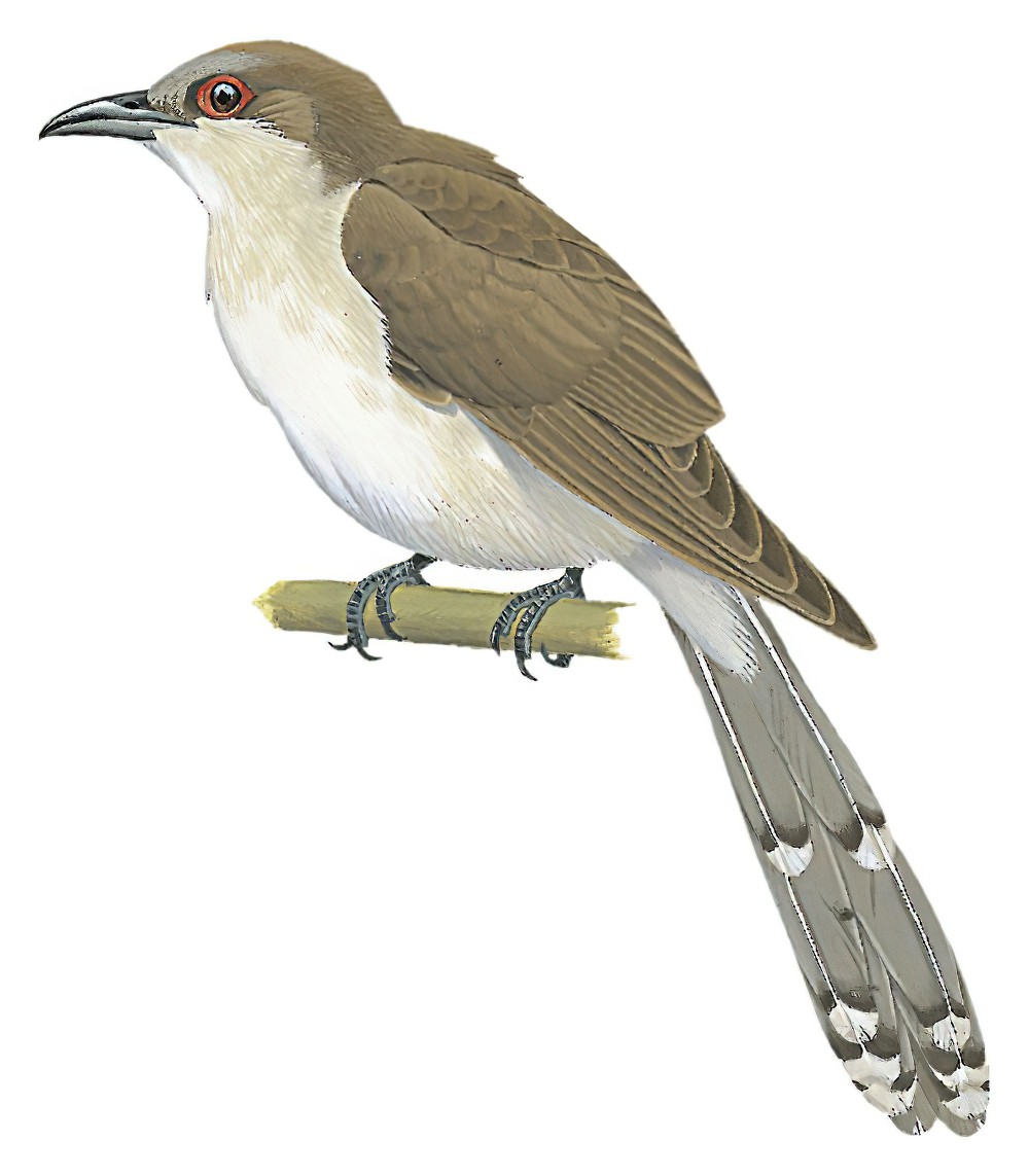 Black-billed Cuckoo / Coccyzus erythropthalmus