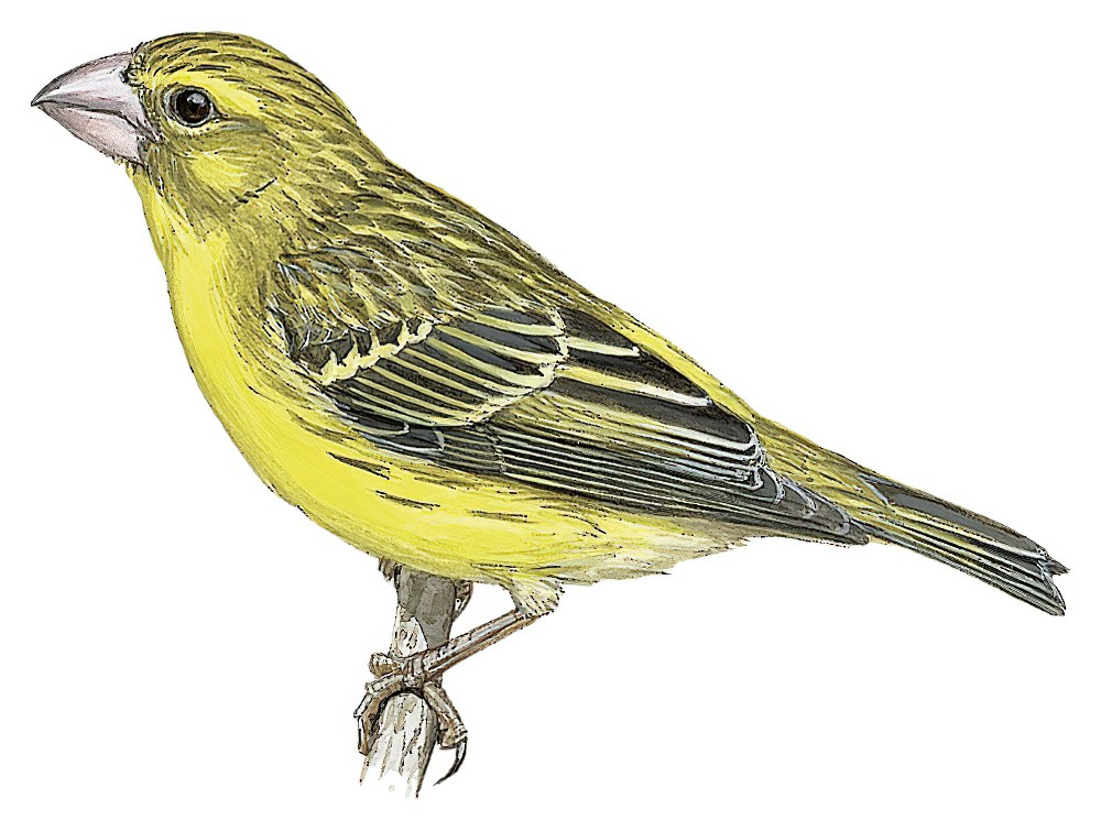 Northern Grosbeak-Canary / Crithagra donaldsoni