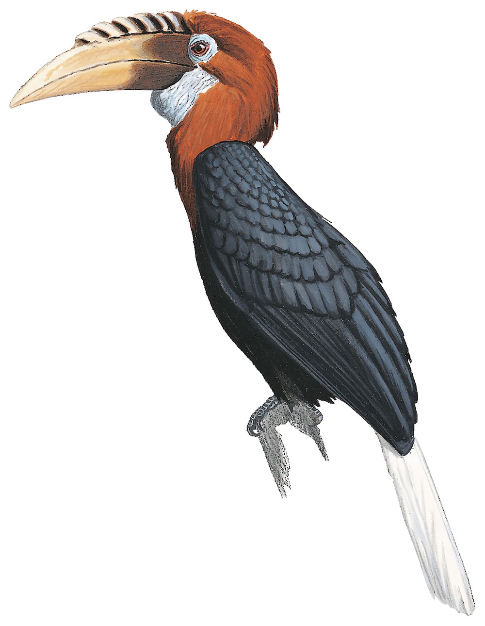 Blyth\'s Hornbill / Rhyticeros plicatus