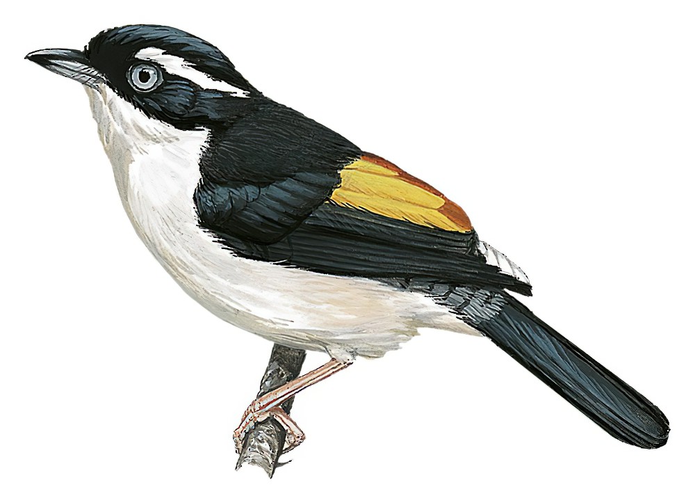 Pied Shrike-Babbler / Pteruthius flaviscapis