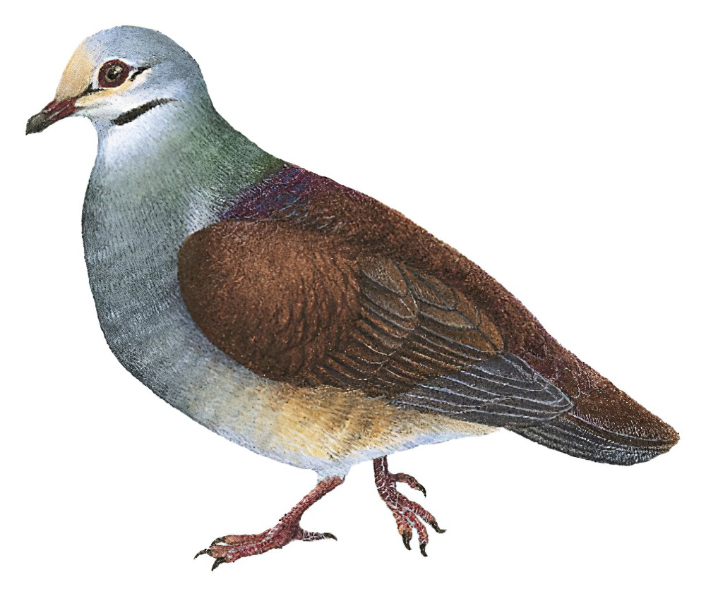 Buff-fronted Quail-Dove / Zentrygon costaricensis