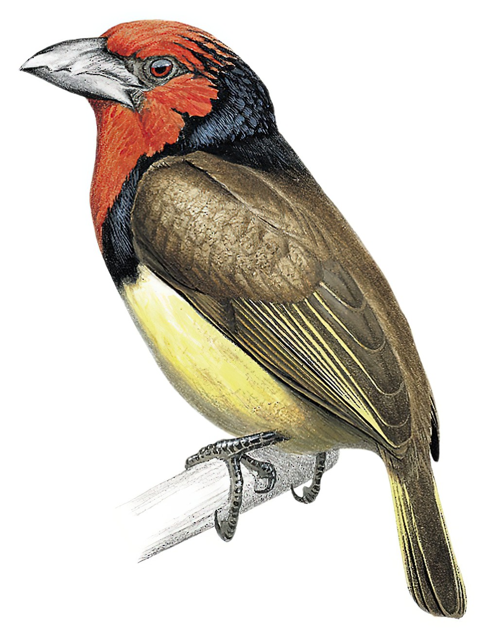 Black-collared Barbet / Lybius torquatus