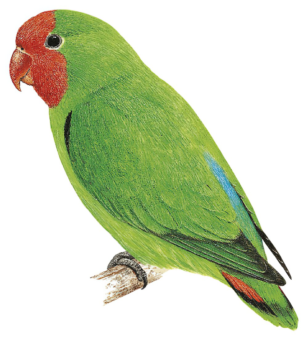 Red-headed Lovebird / Agapornis pullarius
