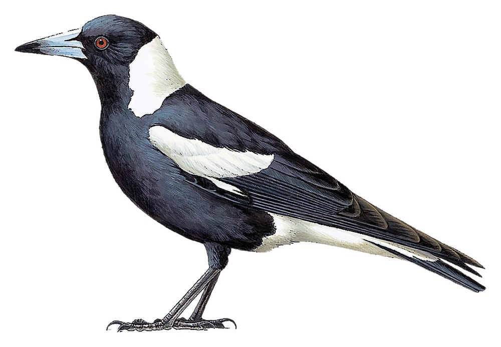 Australian Magpie / Gymnorhina tibicen