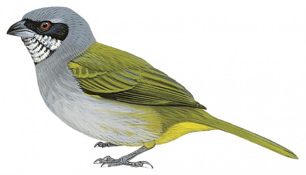 Yellow-shouldered Grosbeak / Parkerthraustes humeralis