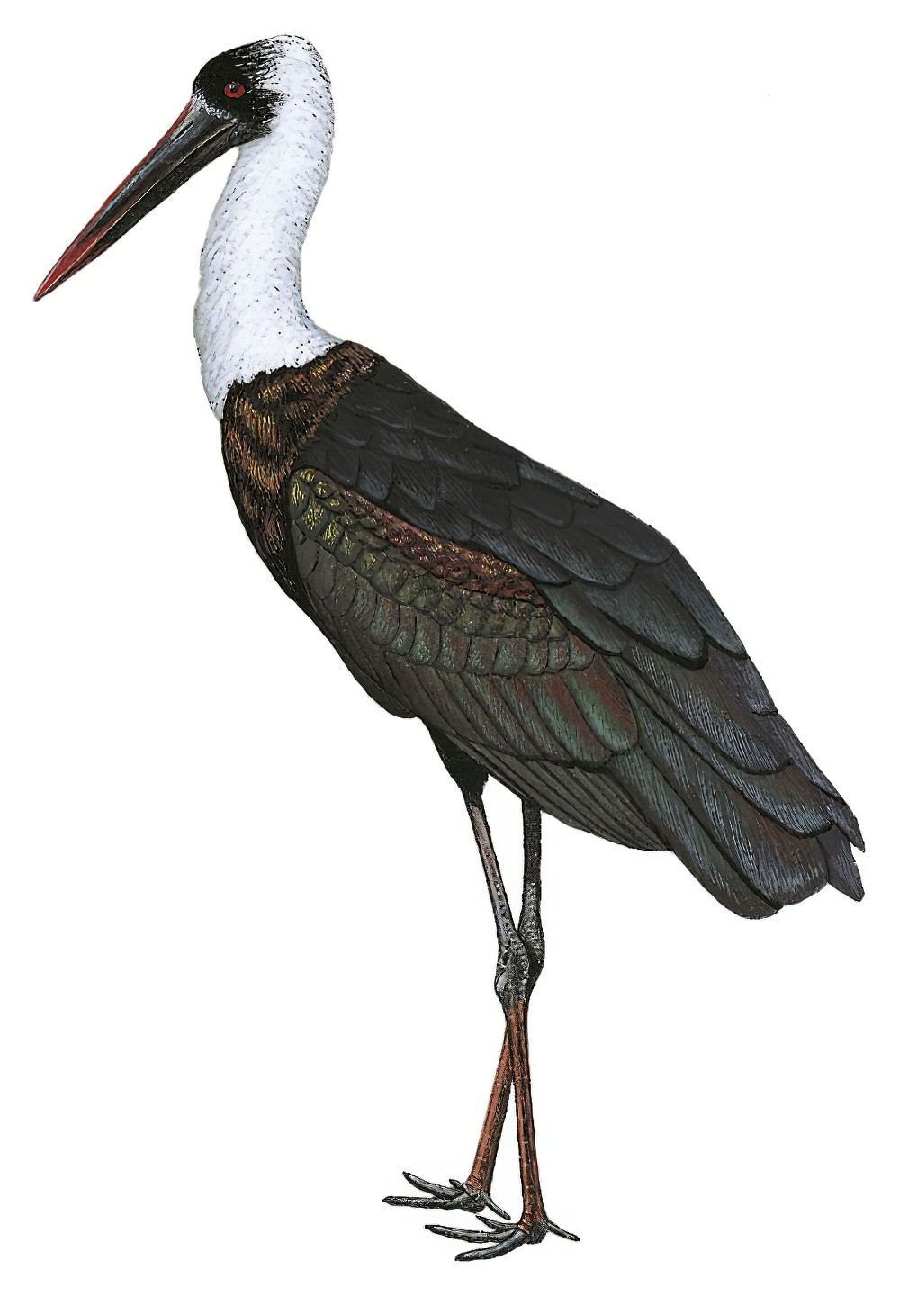 Woolly-necked Stork / Ciconia episcopus