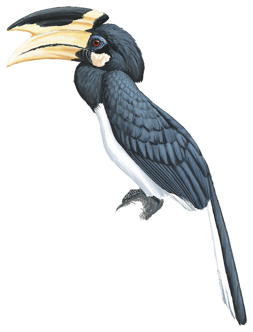 Malabar Pied-Hornbill / Anthracoceros coronatus