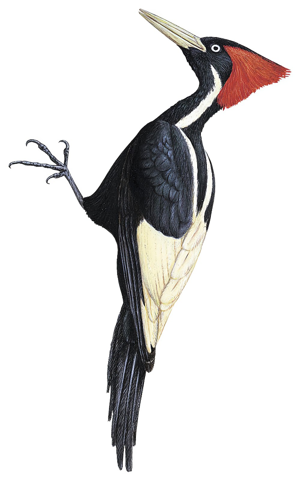 Ivory-billed Woodpecker / Campephilus principalis