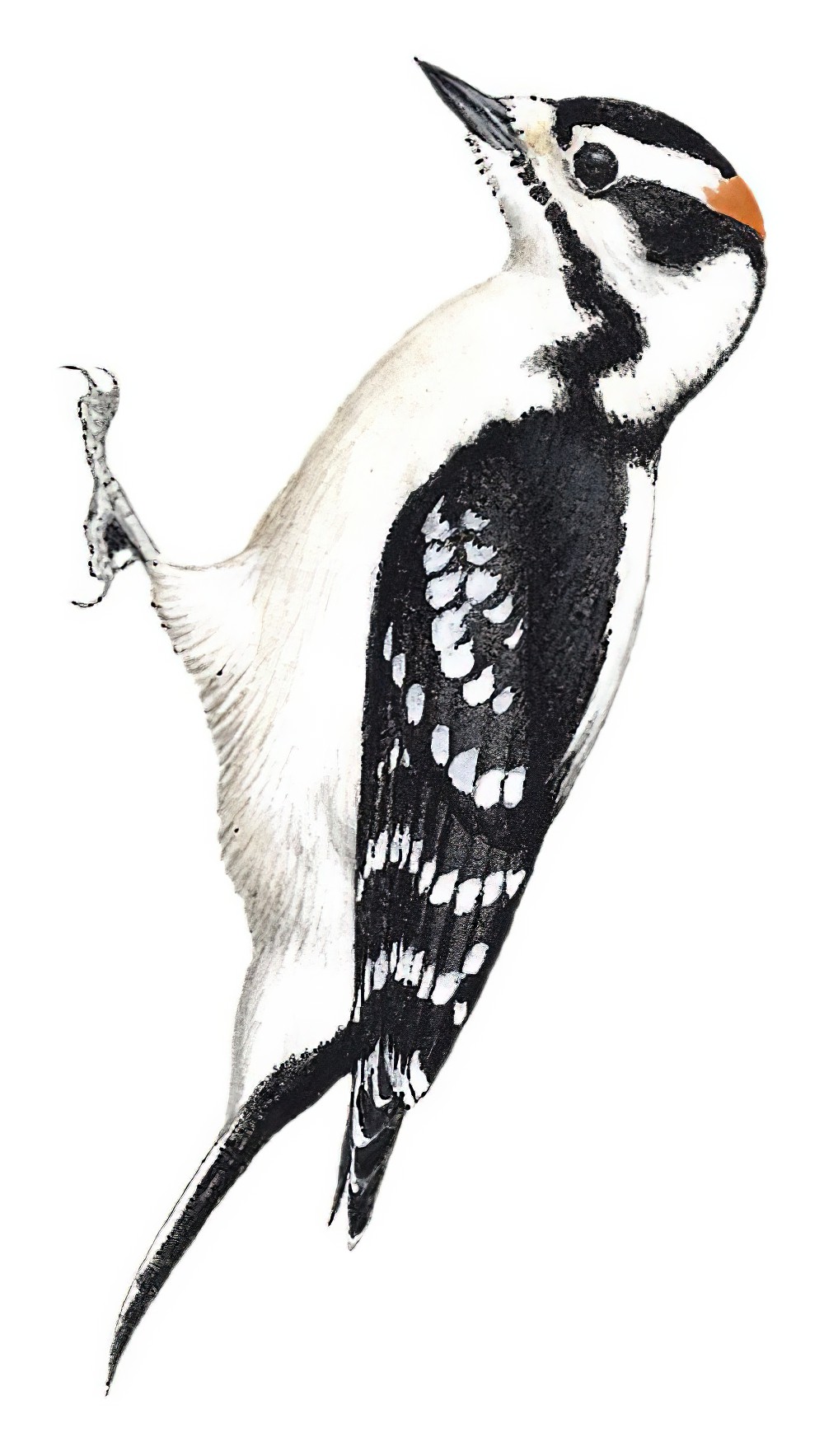 Downy Woodpecker / Dryobates pubescens