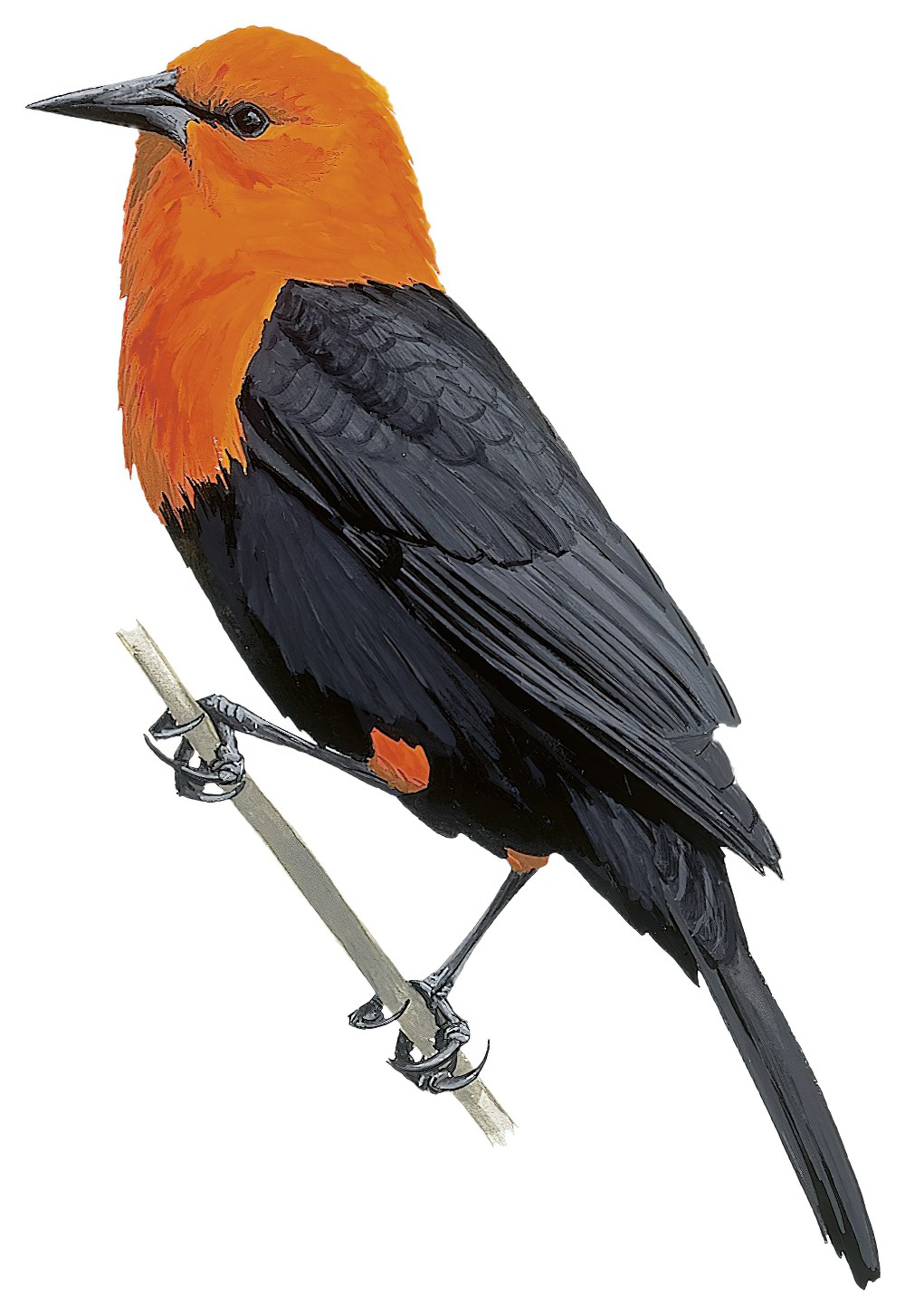 Scarlet-headed Blackbird / Amblyramphus holosericeus